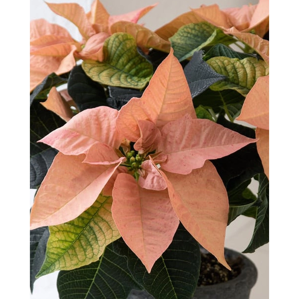 Weihnachtsstern / Q-ismas® Oak - 3 Pflanzen im Wurzelballen