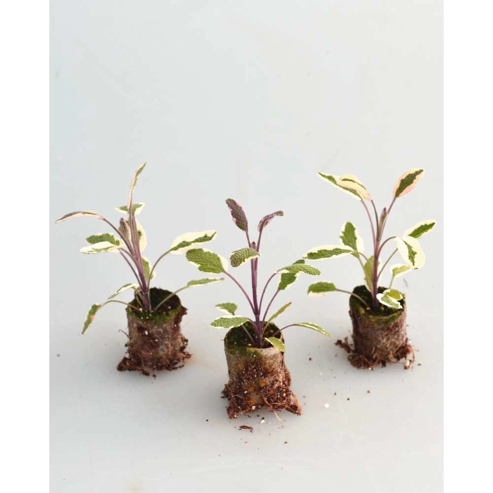 Salie / Heksenmantel - 3 planten in kluit