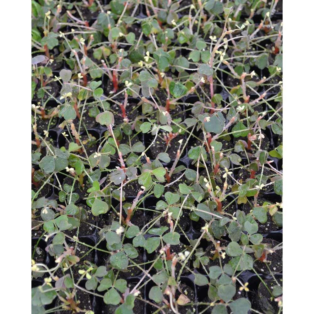 Acetosella peruviana - Giggles® / Oka - 3 piante in zolla