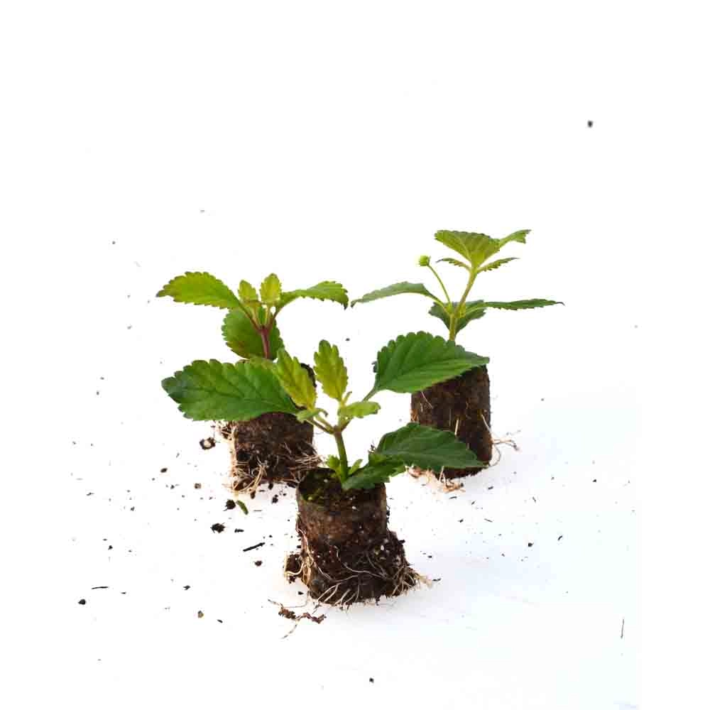 Hierba dulce azteca / Lippia dulcis - 3 plantas en cepellón