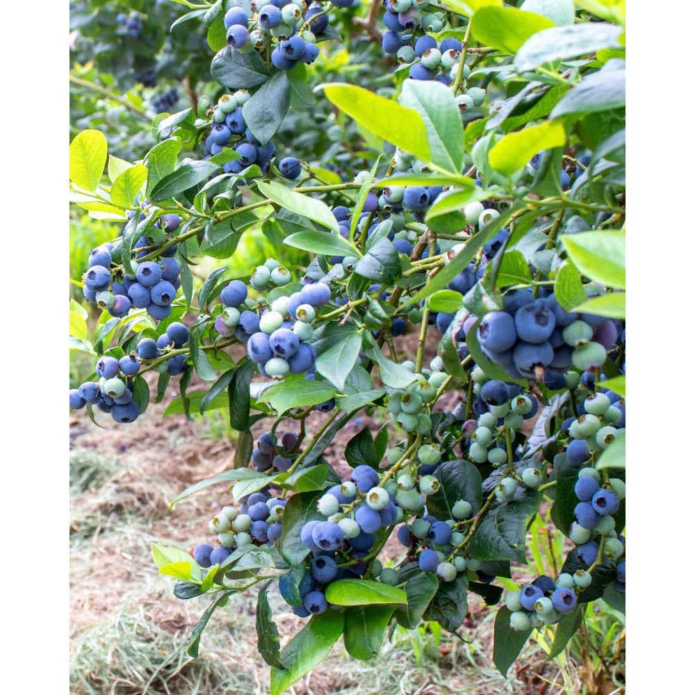 Vroege Bosbes / Colour Bells® Blauw - 1 plant in een pot