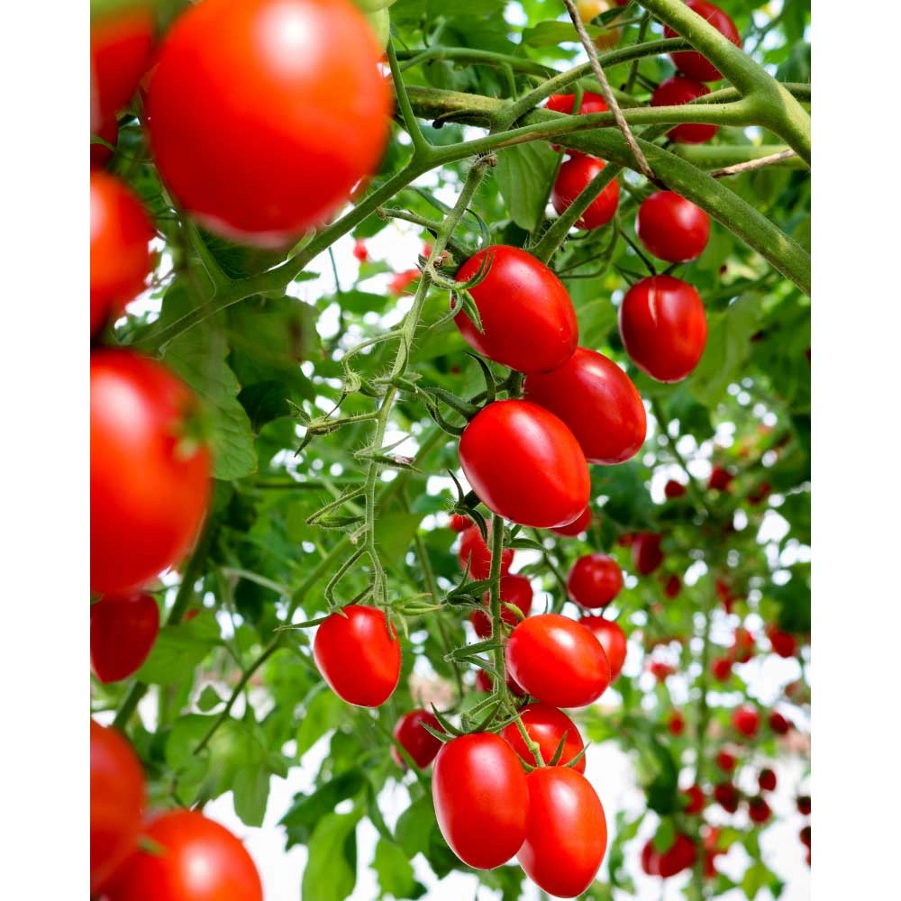 Cherry tomato / Mirado® Red F1 - 3 plants in root ball