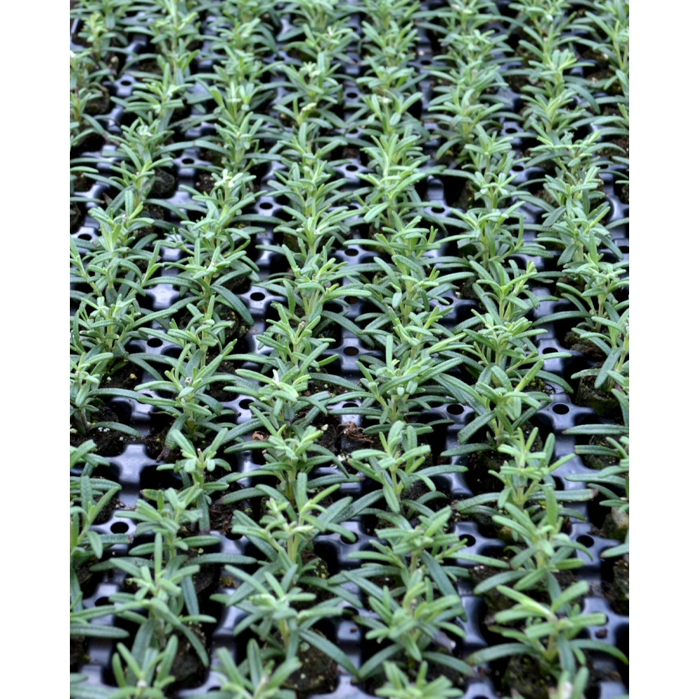 Rosmarino / Blu d'inverno - Rosmarinus officinalis - 3 piante in zolla