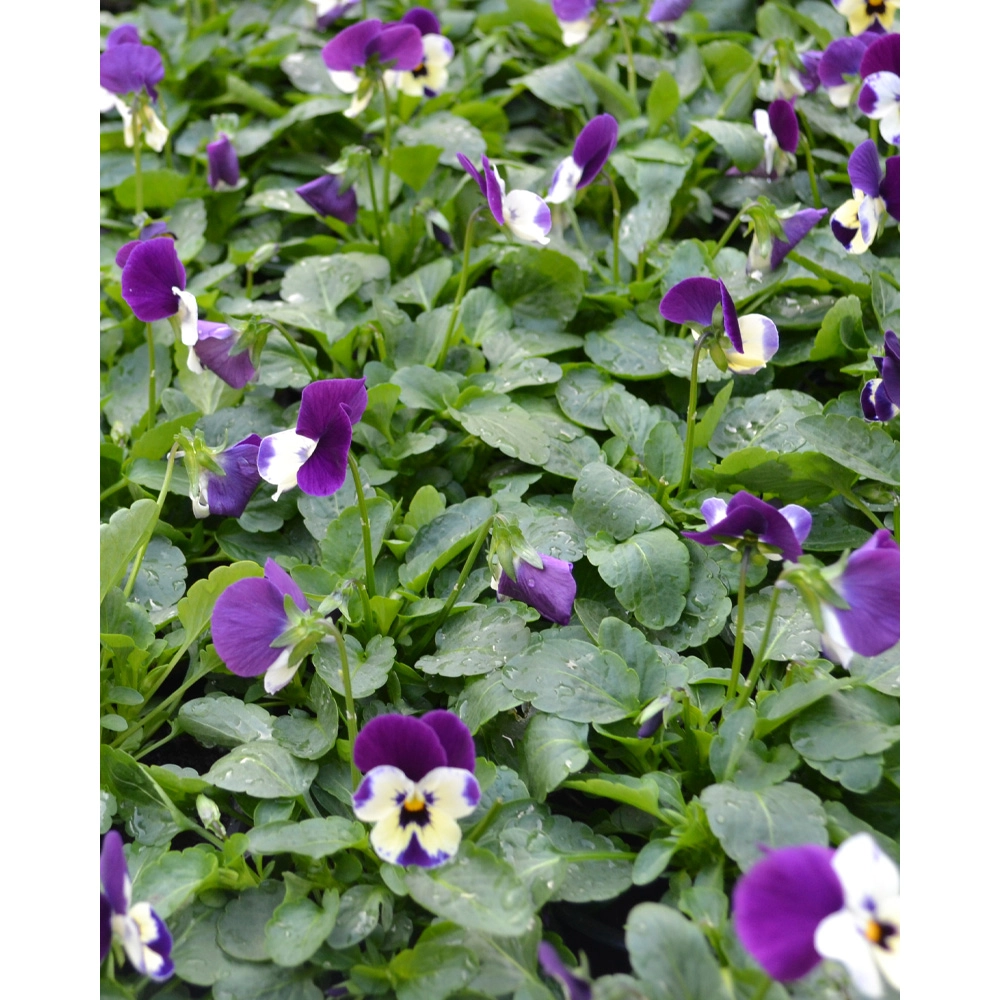 Pansy - Purple-White / Viola - 1 plant in pot