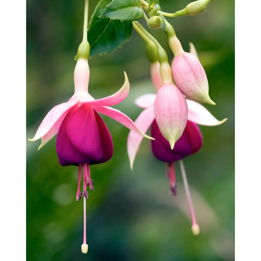 Fuchsia / Snowcap - Cultivares de fuchsia - 3 plantas en cepellón