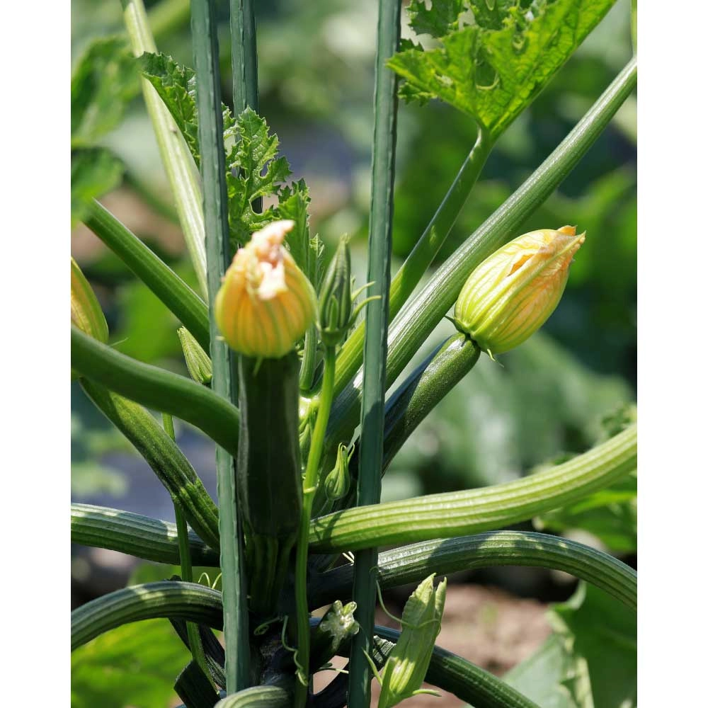 Kletter-Zucchini - 1 Pflanze als XXL Wurzelballen