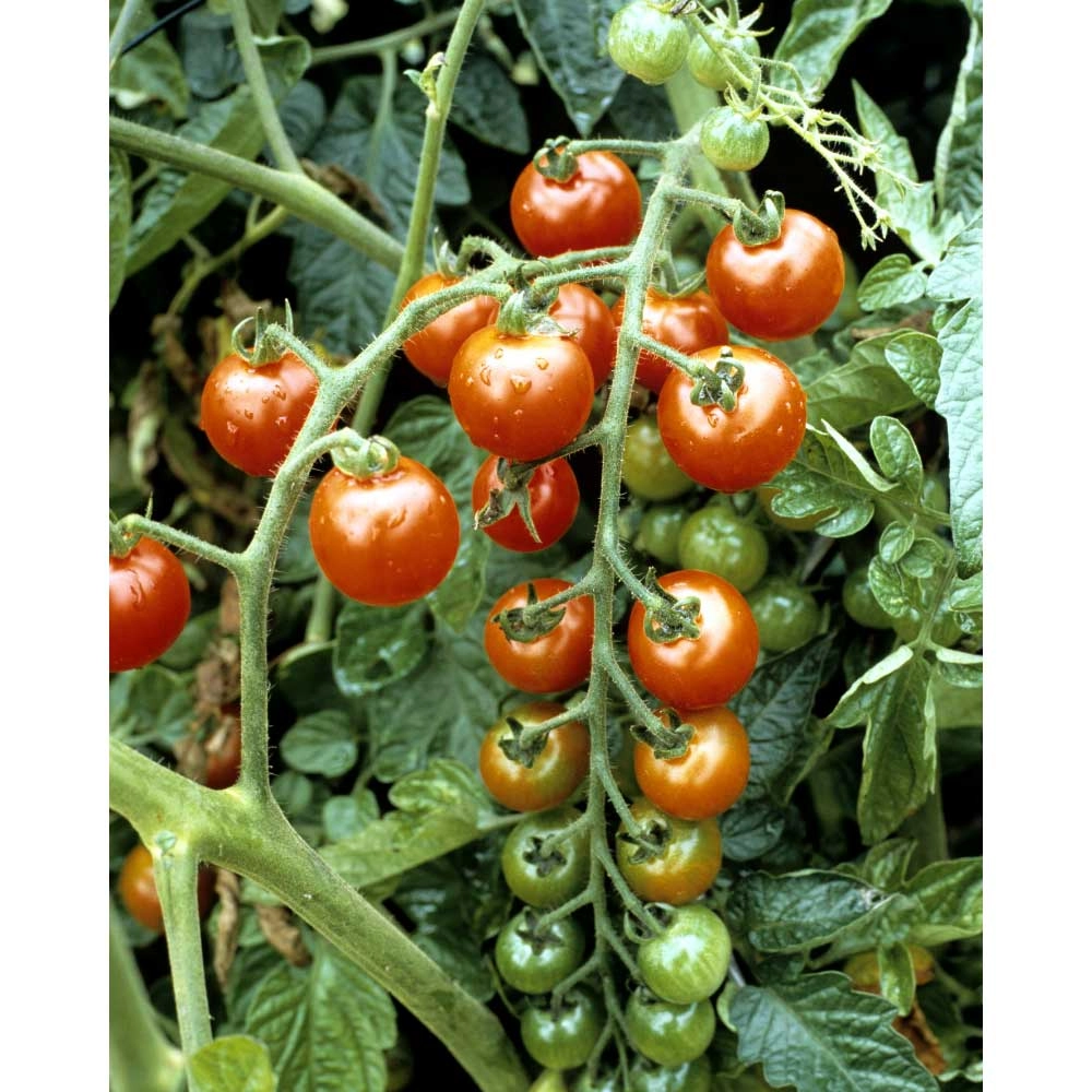 Tomato / Cocktail tomato - 1 XXL root ball