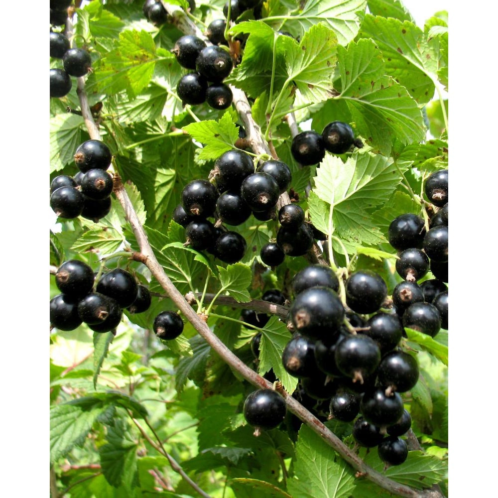Groseille à grappes noires / Summer Pearls® Black - 1 plante en pot