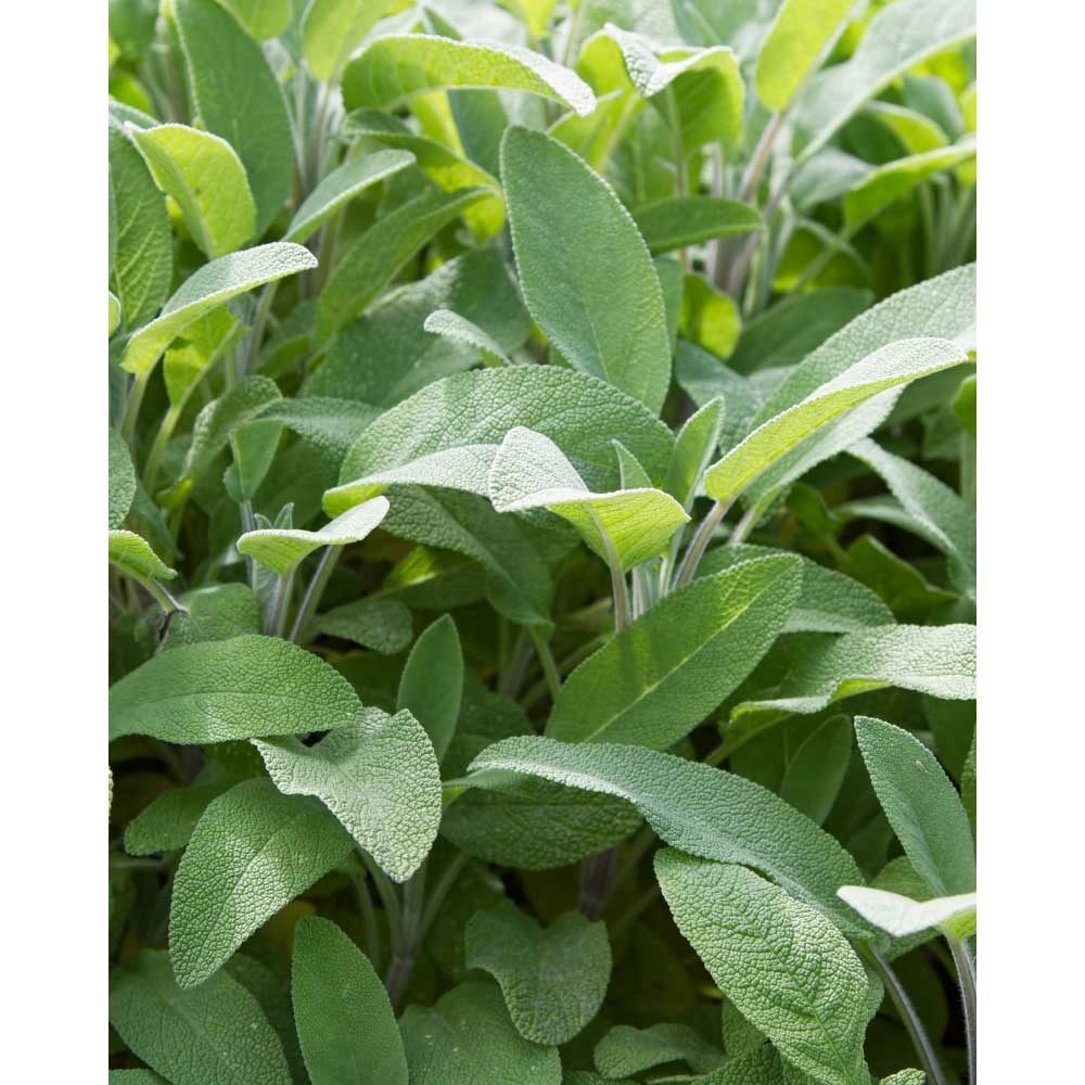 Szałwia / Salina - Salvia officinalis - 3 rośliny w bryle korzeniowej