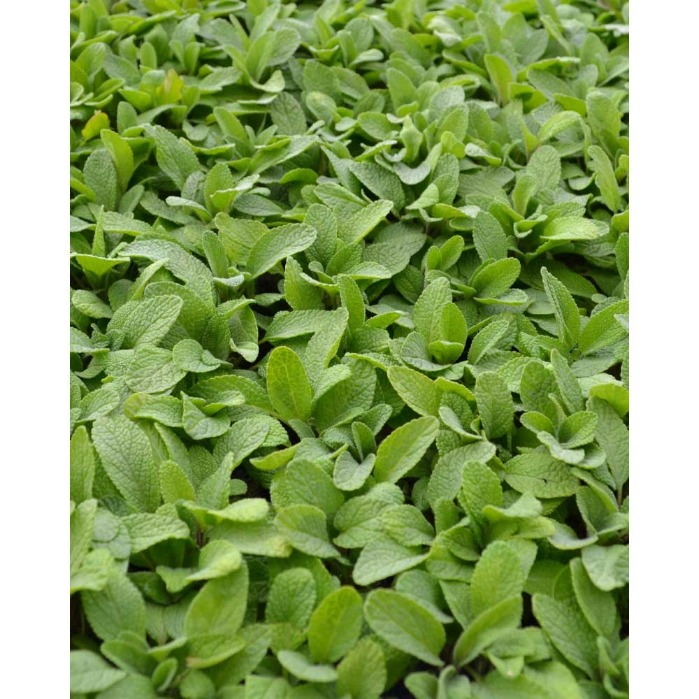 Szałwia - 6 roślin w bryle korzeniowej