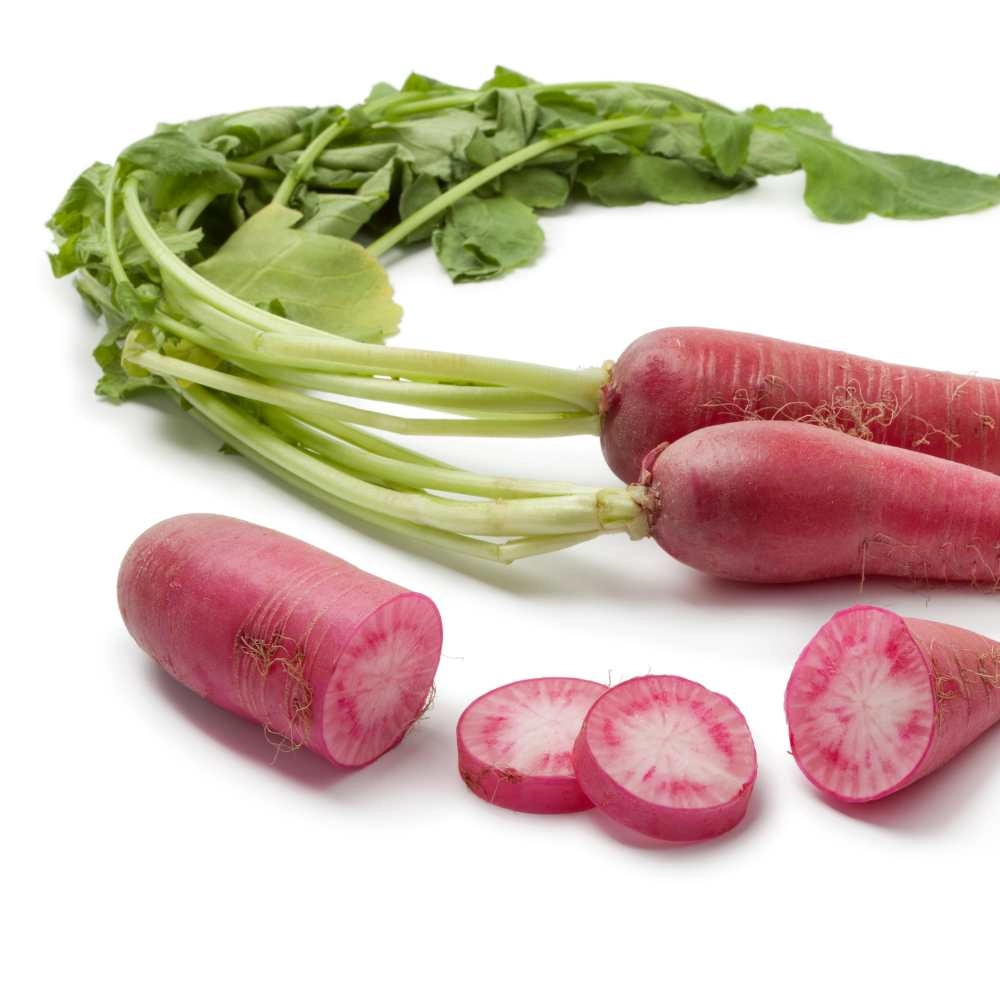 Rettich / Ostergruß rosa - Jungpflanzen in verschiedenen Mengen
