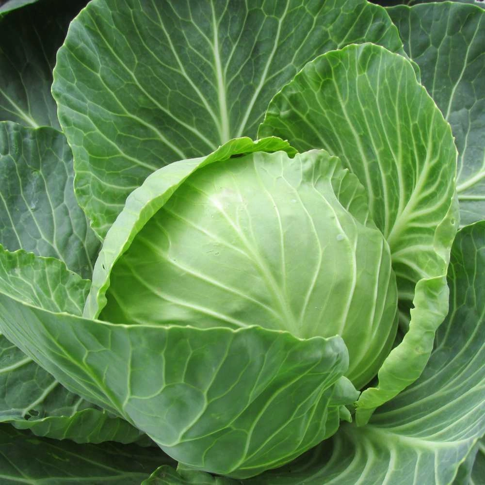 White cabbage / Turquoise - 100 seeds