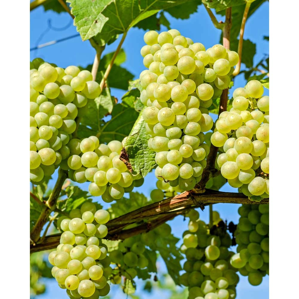 Raisin de table / Palatina® / Vitis vinifera ssp. vinifera - 1 plante en pot