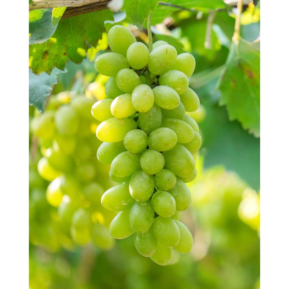 Table grape / Phoenix® / Vitis vinifera ssp. vinifera - 1 plant in pot