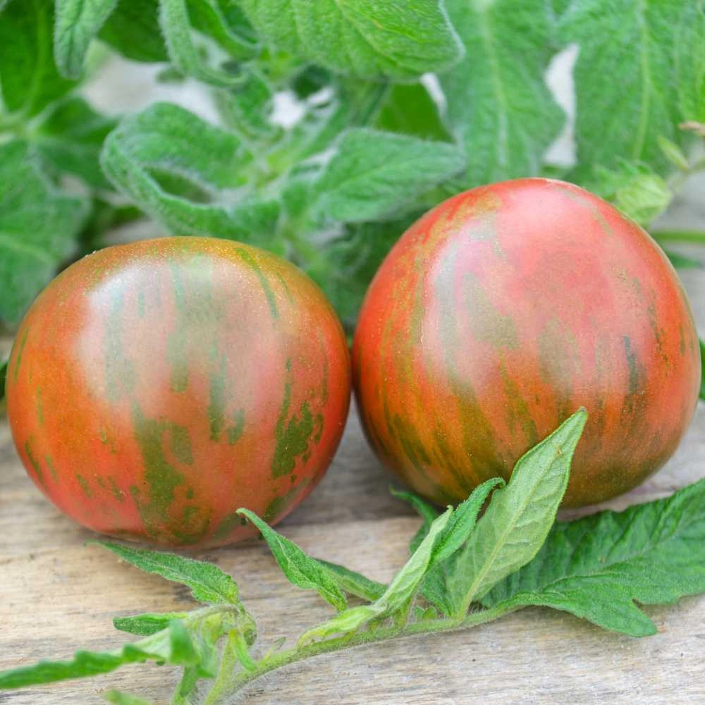 Pomidor tyczkowy / Tigerella - 30 nasion