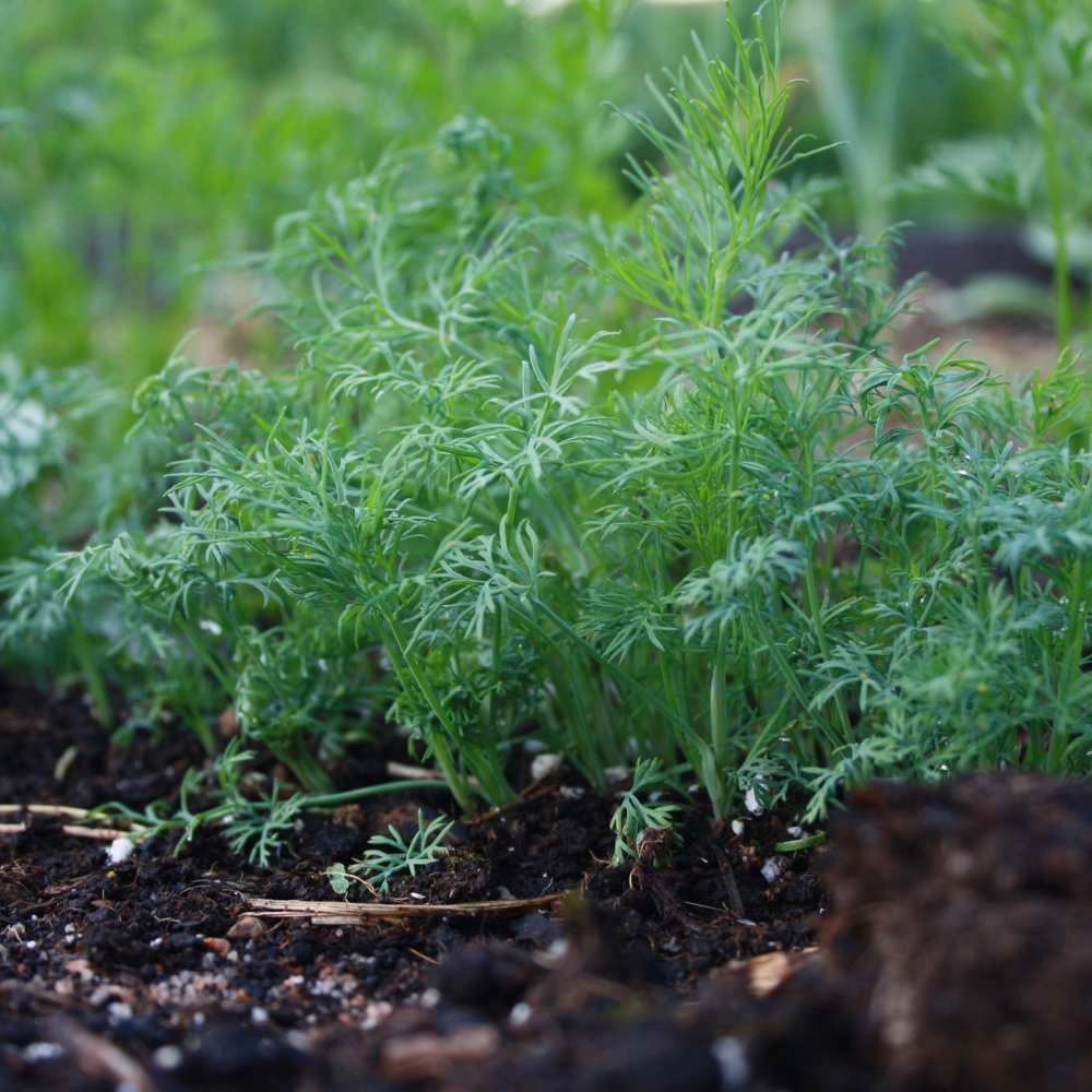 Dill / Gold Crown - 100 seeds