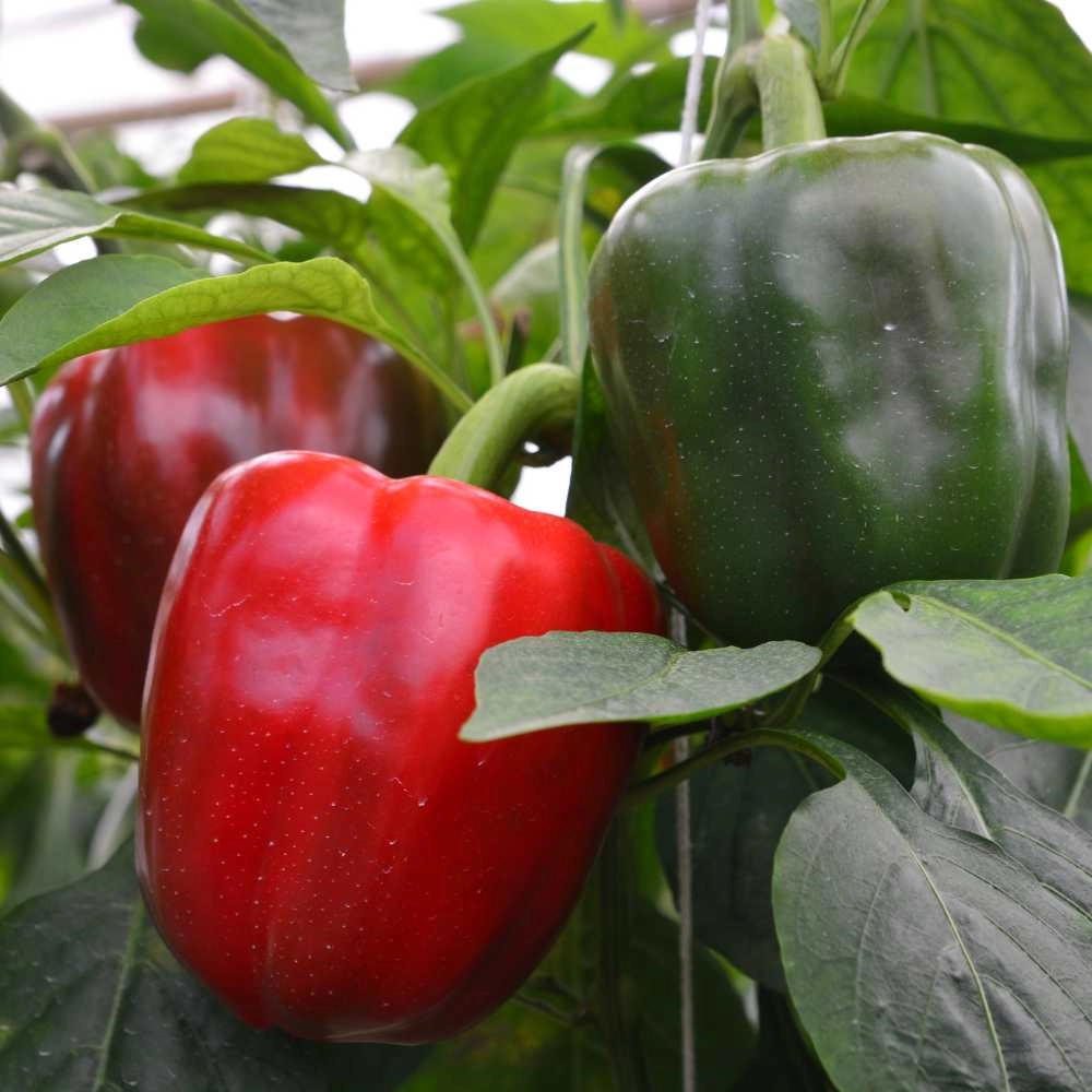 Sweet bell pepper / Yolo Wonder - 30 seeds