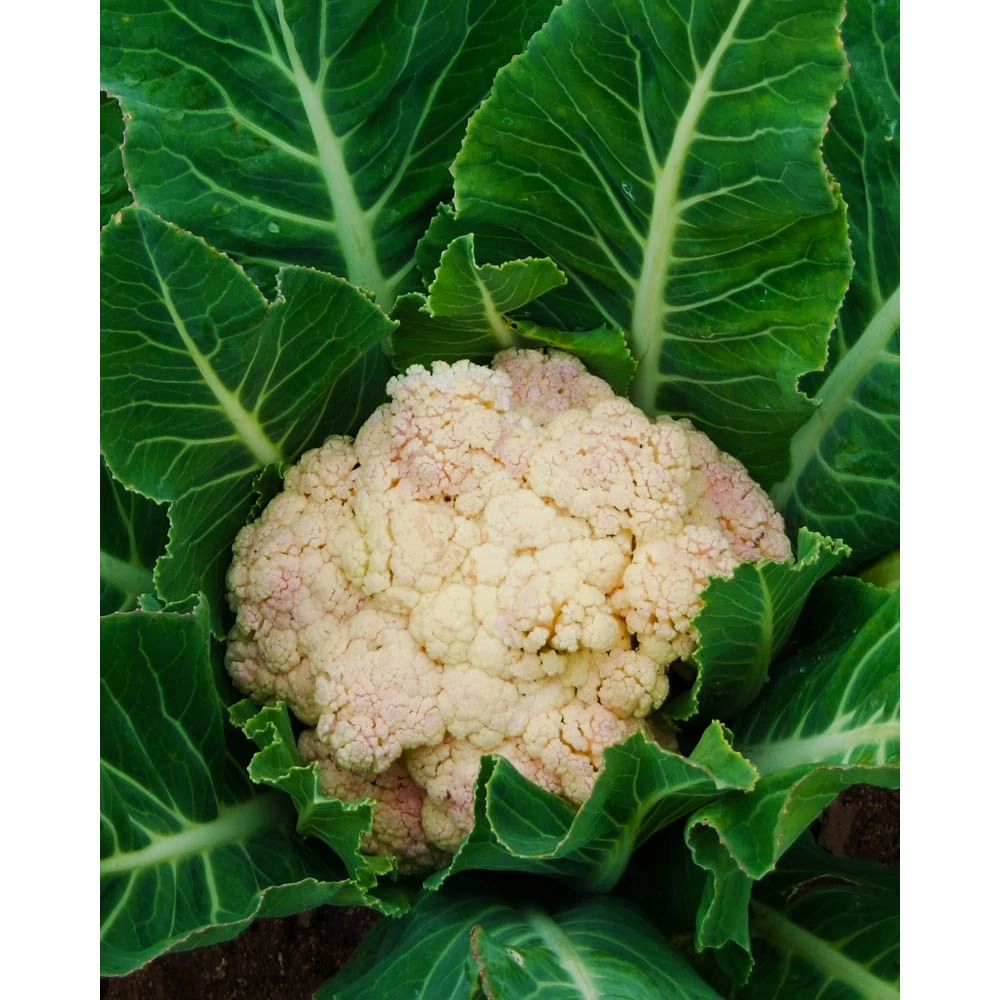 Cauliflower / white - various quantities
