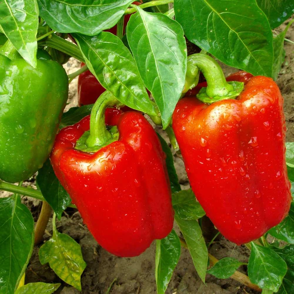 Sweet peppers / Neusiedler Ideal - 20 seeds