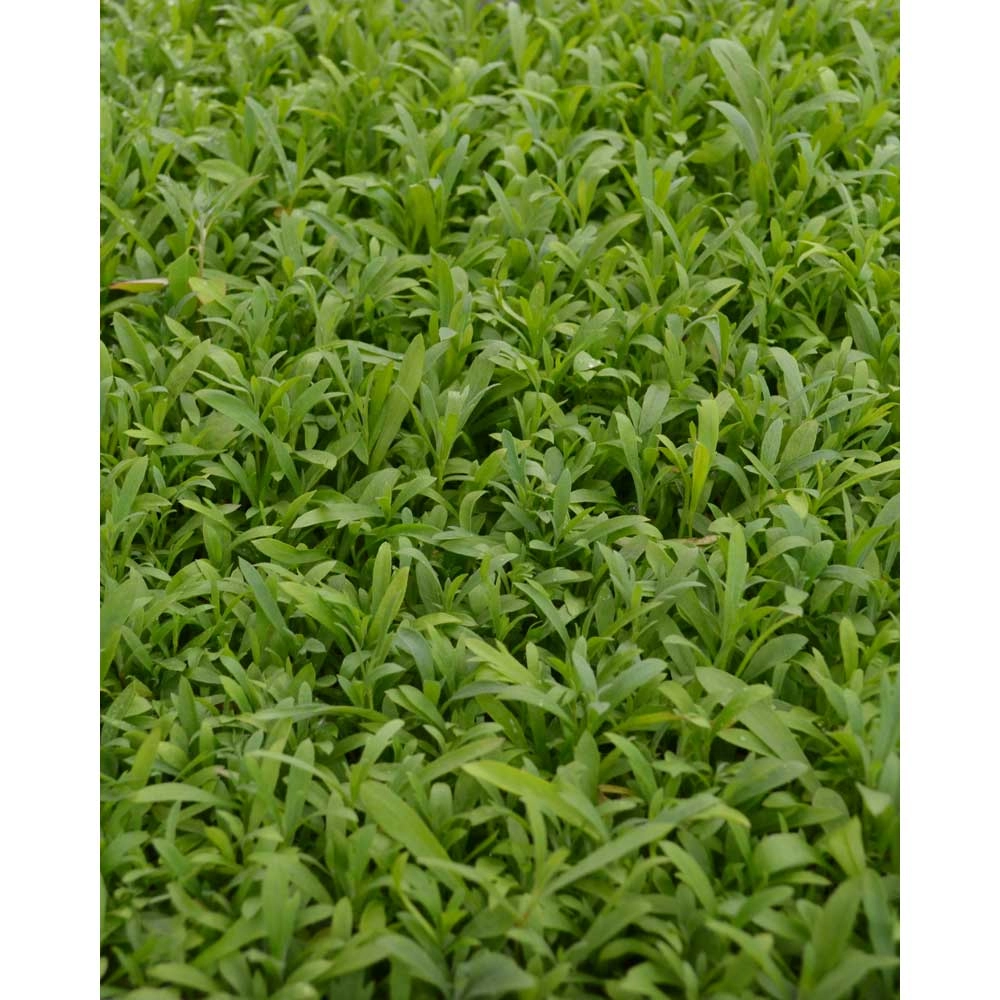Tarragon / francuski - 6 roślin w bryle korzeniowej