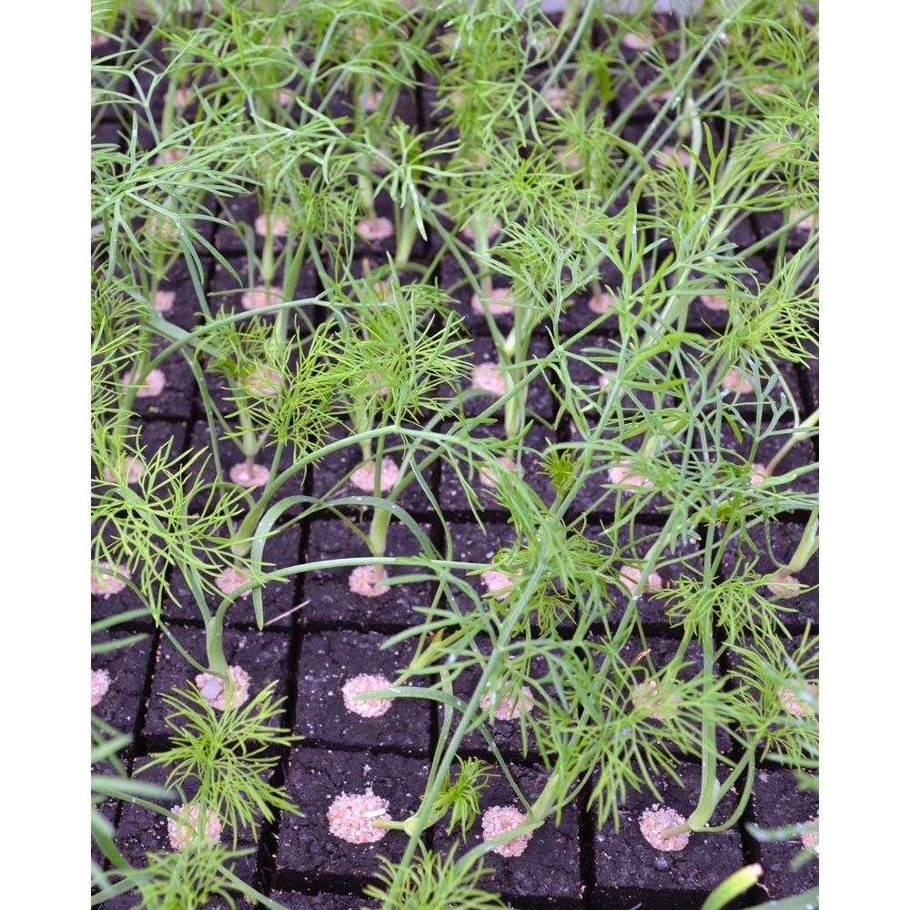 Tuberous fennel / Fino - various quantities