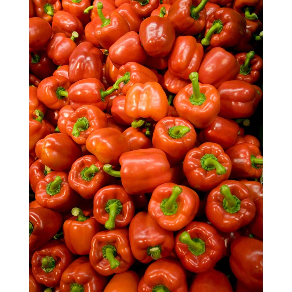 Sweet bell pepper / Sweet Pleasure® Red - 3 plants in root ball