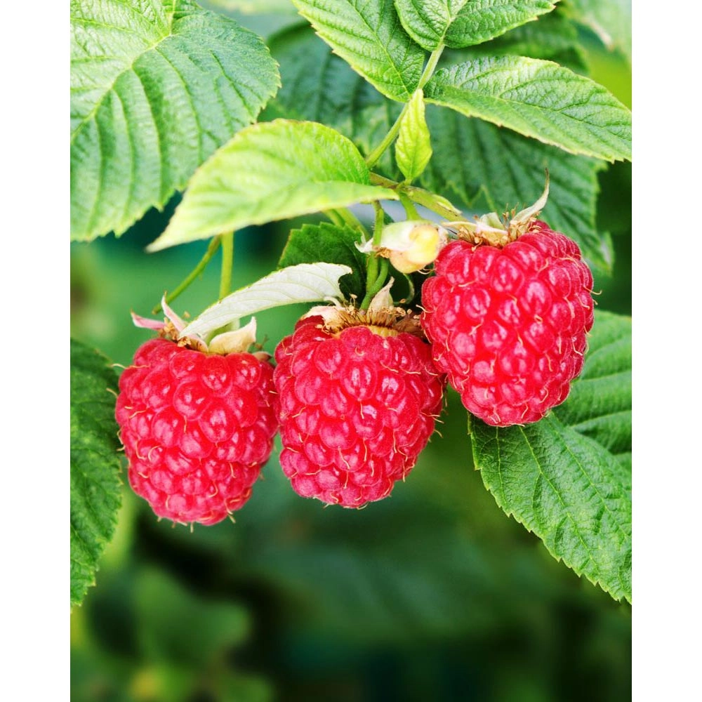 Summer Raspberry / Summer Lovers® Early - 1 plant in pot