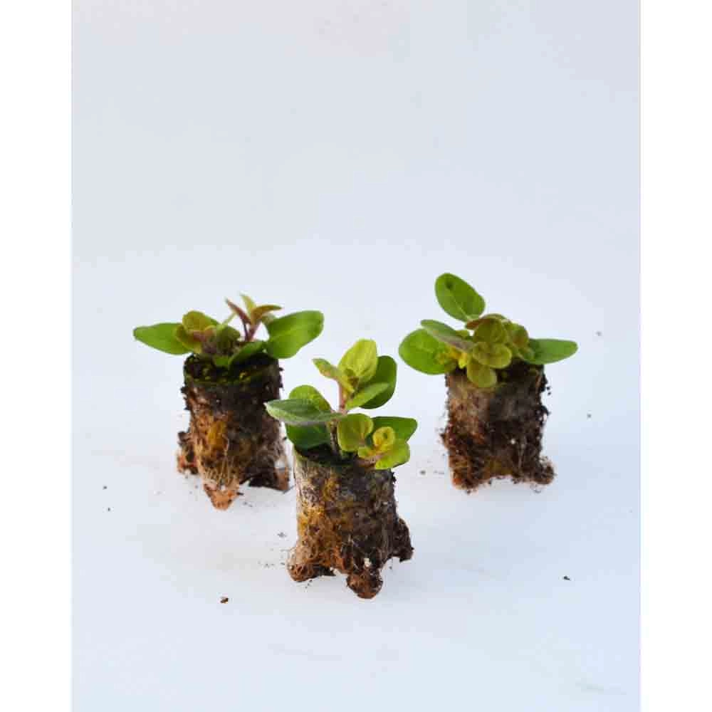 Oregano / Gold Nugget - Origanum vulgare - 3 planten in kluit