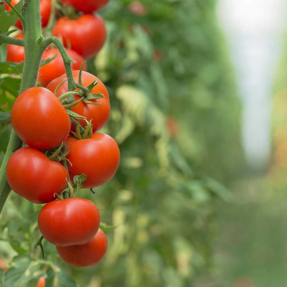 Pomidor tyczkowy / Matina - 15 nasion