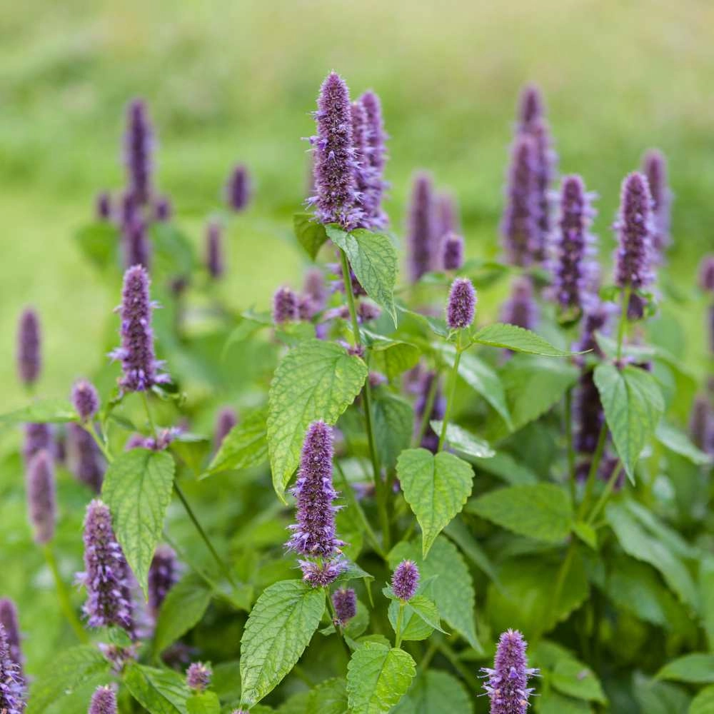 Anise hyssop - 100 seeds