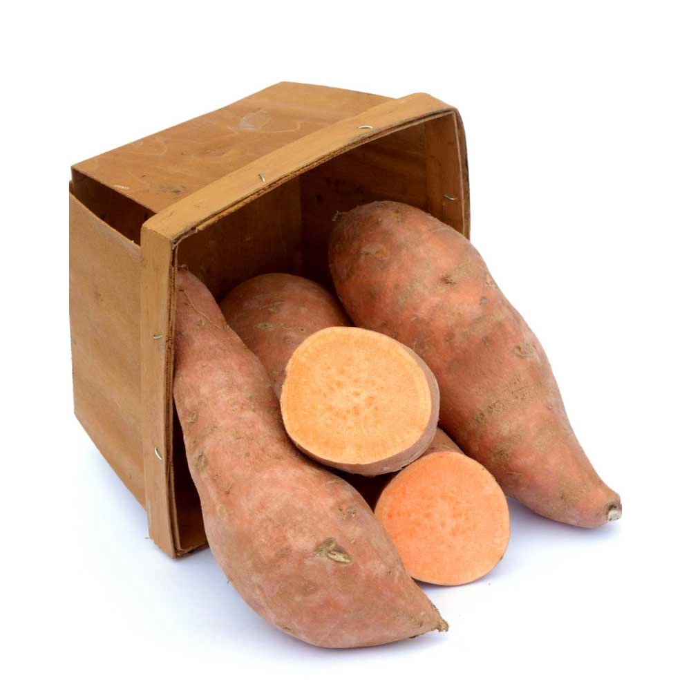 Zoete aardappel / Erato® Orange - 3 planten in kluit