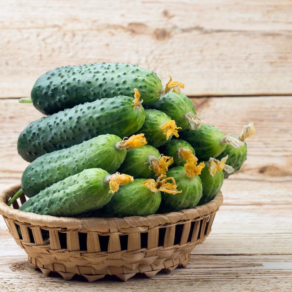 Pickling cucumber / Dragonfly F1 - 30 seeds