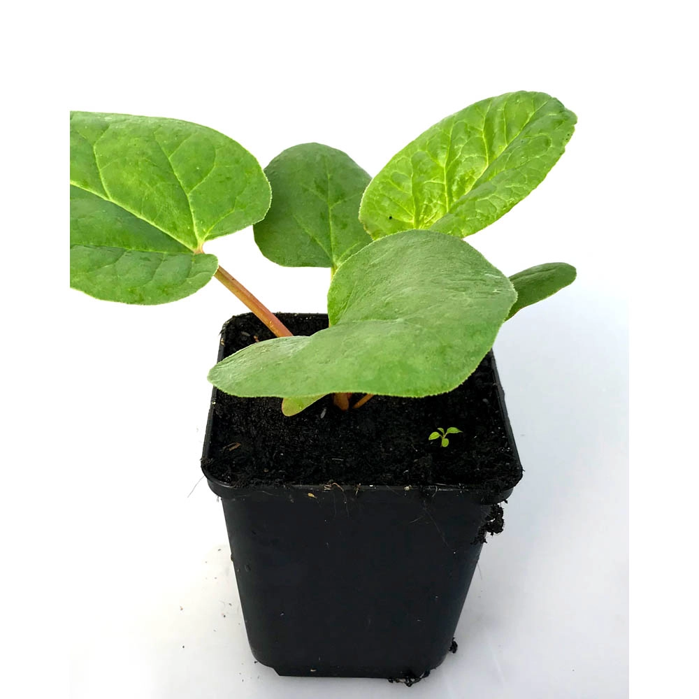 Rabarber Sanvitos® Early / Rheum rhabarbarum - 1 plant in een pot