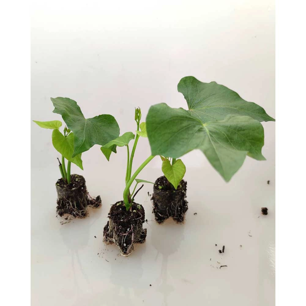 Zoete aardappel / Erato® Gusto - 3 planten in kluit