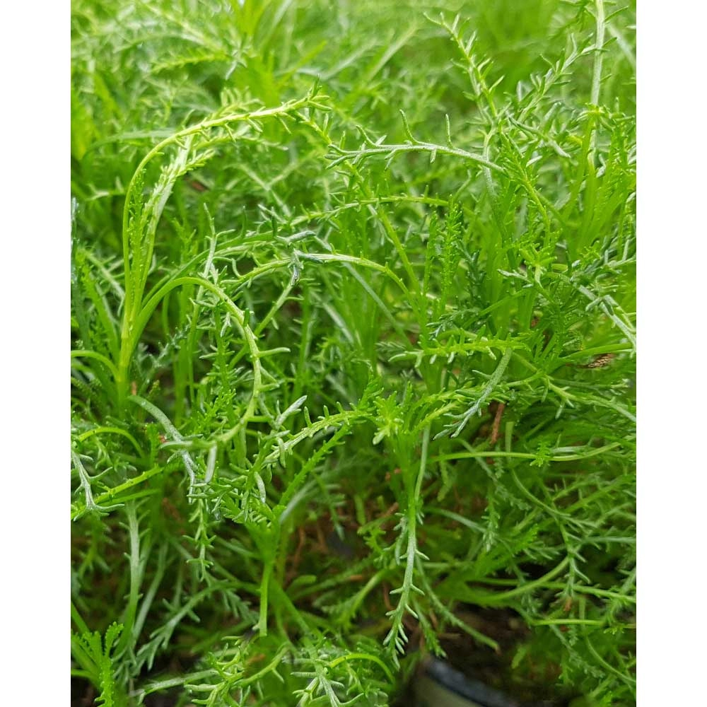 Erba di olivo / Olivia - Santolina viridis - 3 piante in zolla