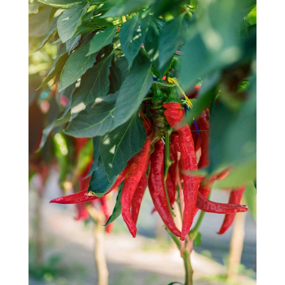 Spiral pepperoni / Lyric® Hot - 3 plantas en cepellón