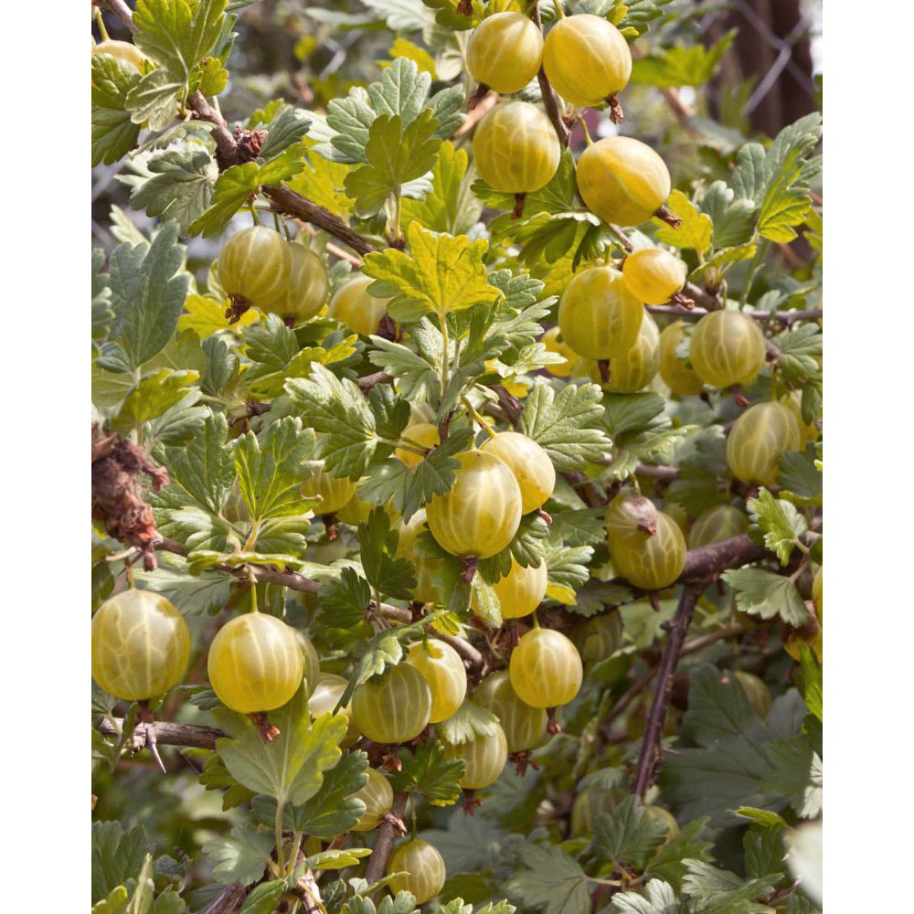 Gelbe Stachelbeere / Giggles® Gold - 1 Pflanze im Topf