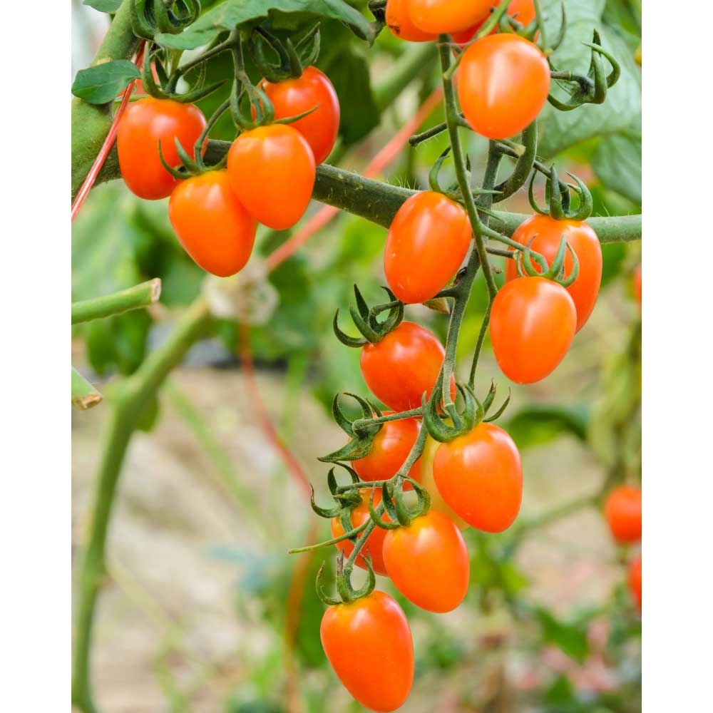 Cherry-Tomate / Mirado® Orange F1 - 3 Pflanzen im Wurzelballen
