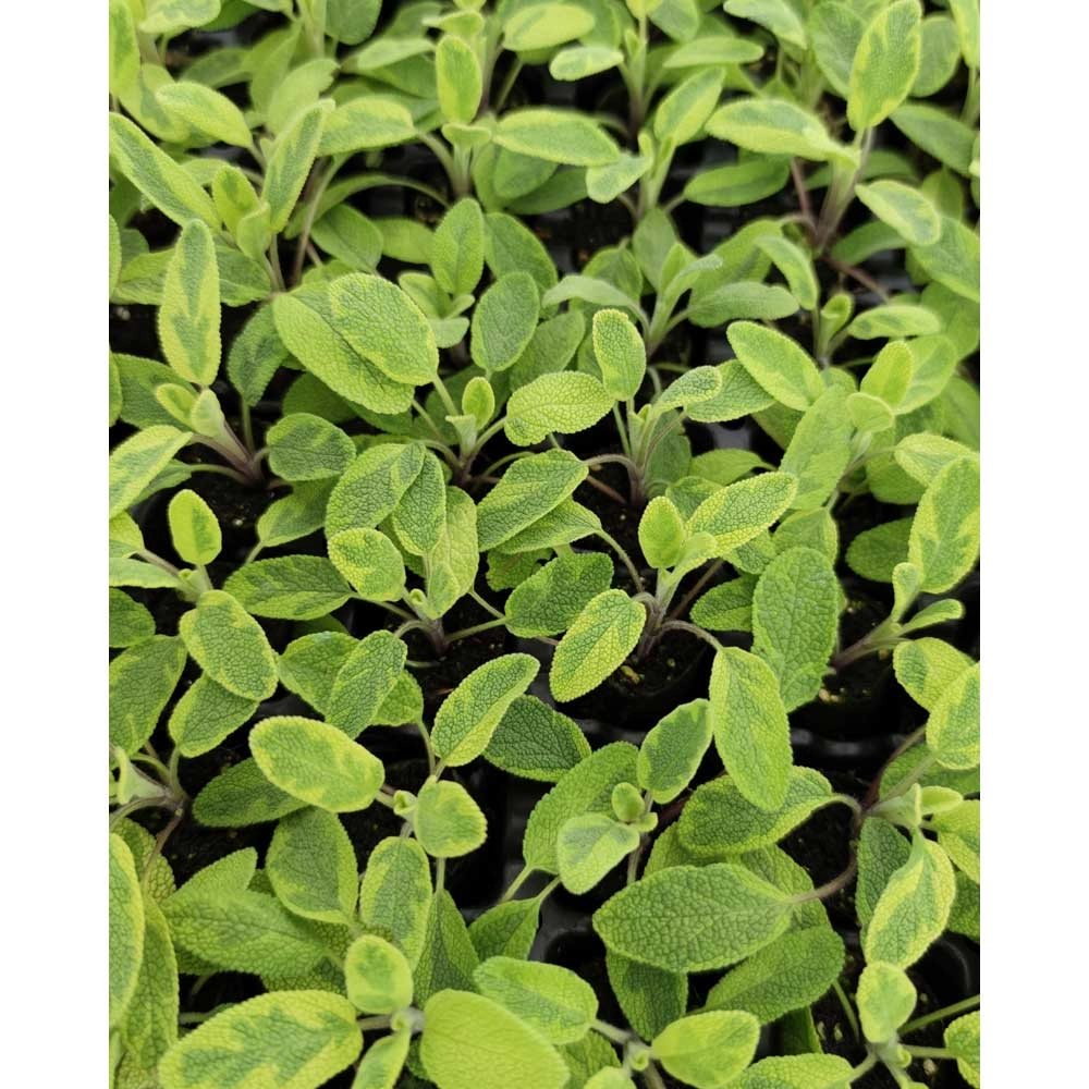 Salvia / Hoja de oro - Salvia officinalis - 3 plantas en cepellón