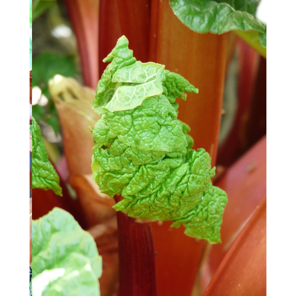 Rode rabarber - 1 plant in een pot