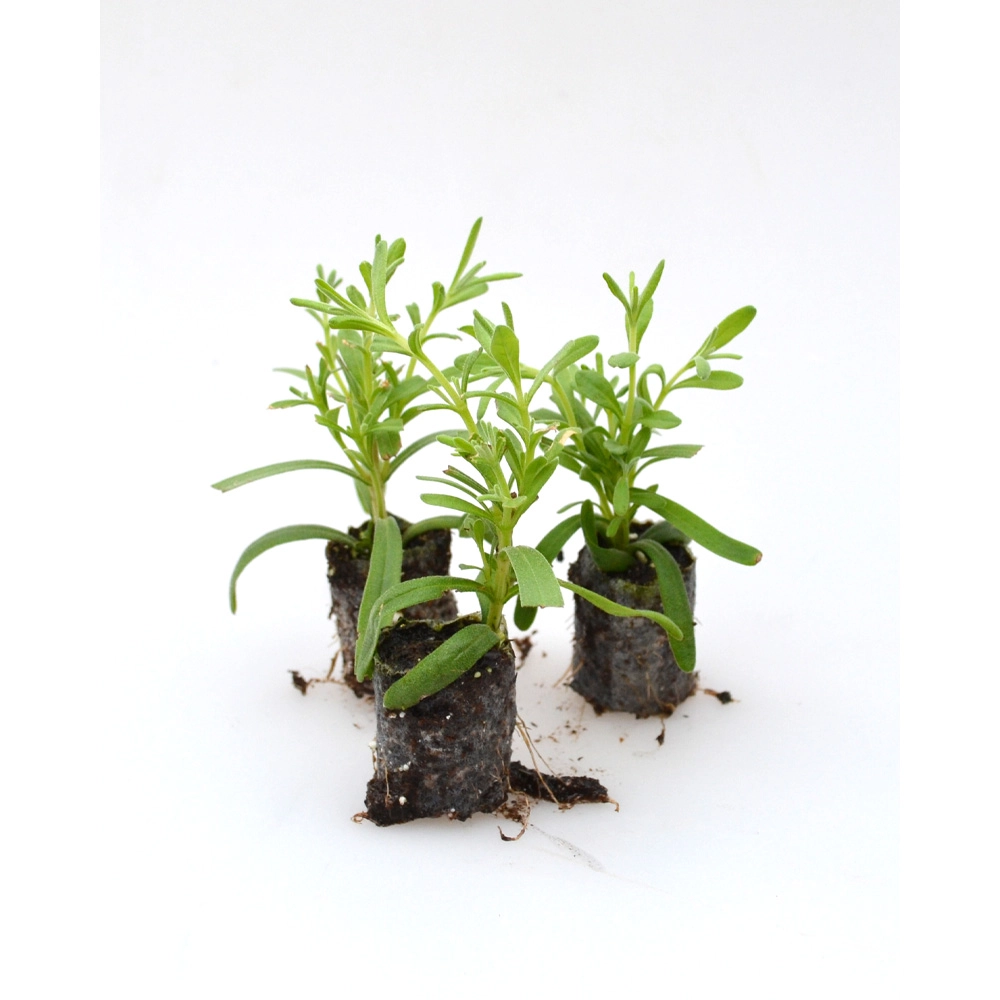 Lawenda / Vienco® Purple / Lavandula angustifolia - 3 rośliny w bryle korzeniowej