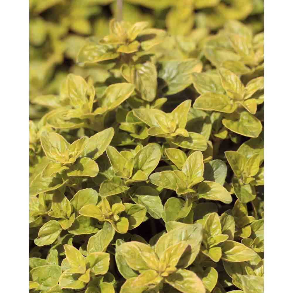 Oregano / Gold Nugget - Origanum vulgare - 3 planten in kluit