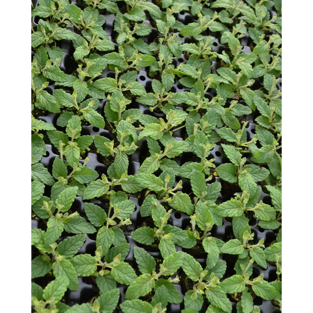 Menta fragola / Almira® - 3 piante in zolla