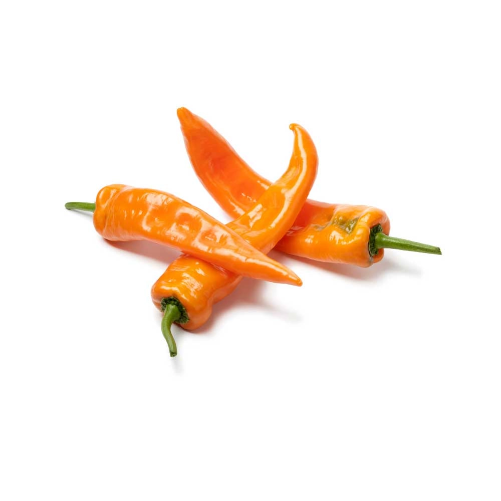 Pointed bell pepper / Manati® Orange - 3 plants in root ball