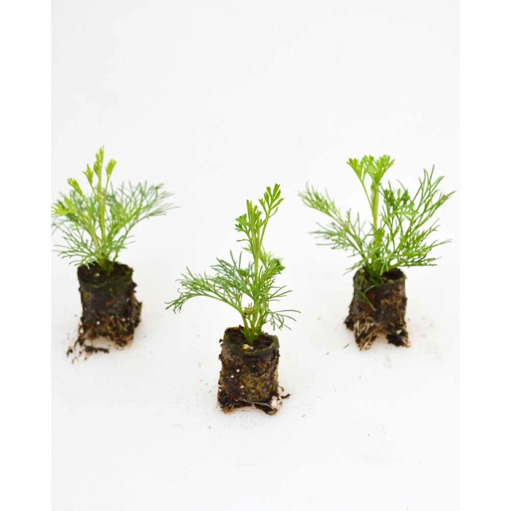 Krzew Cola / ruta górska - 3 rośliny w bryle korzeniowej