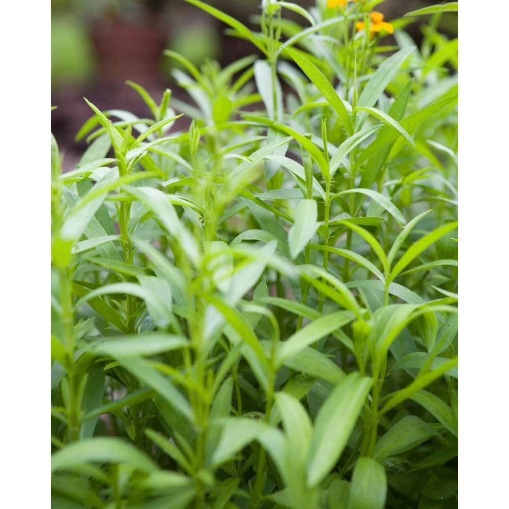 Tarragon rosyjski - Samira® - 3 rośliny w bryle korzeniowej