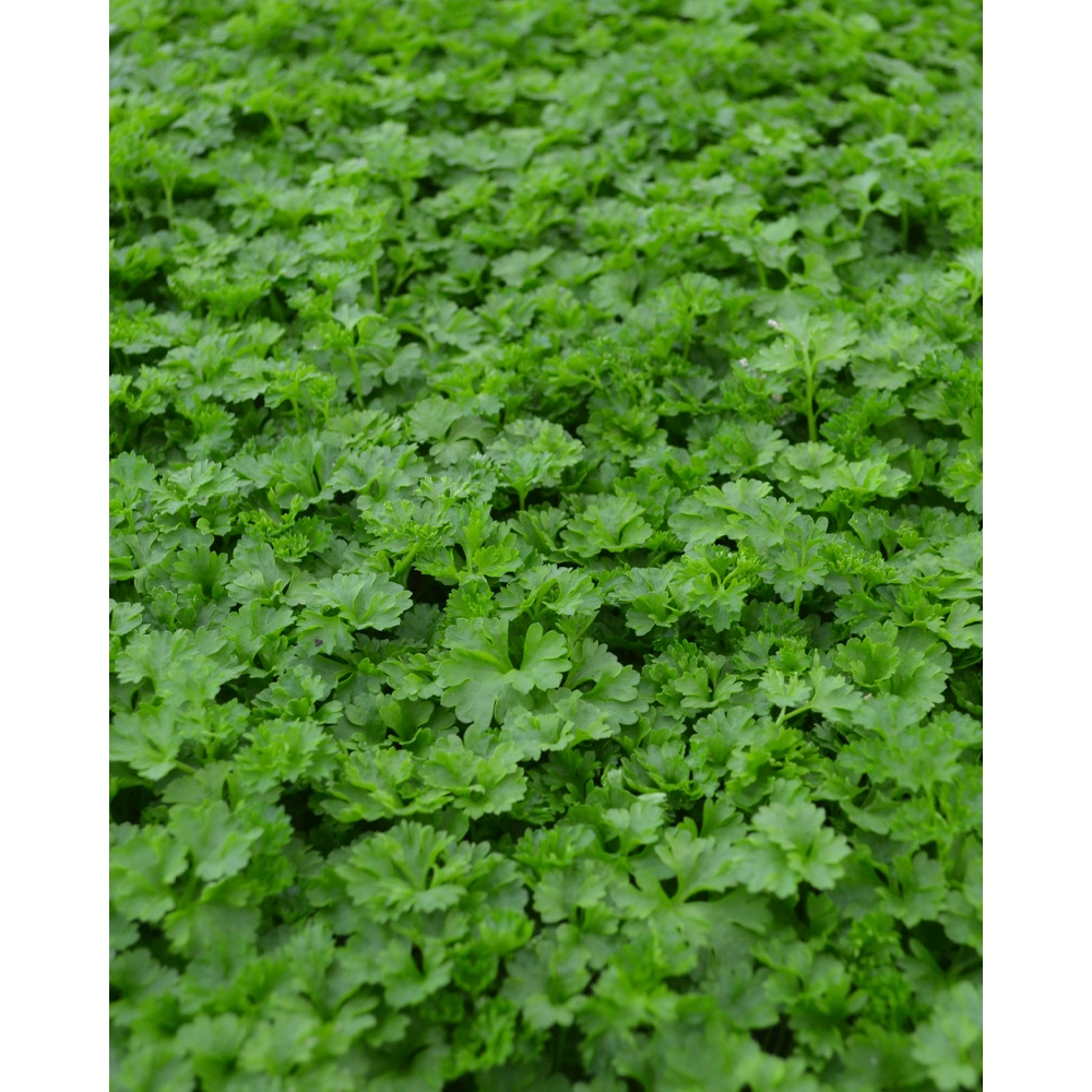 Peterselie / groene parel - 6 planten in kluit