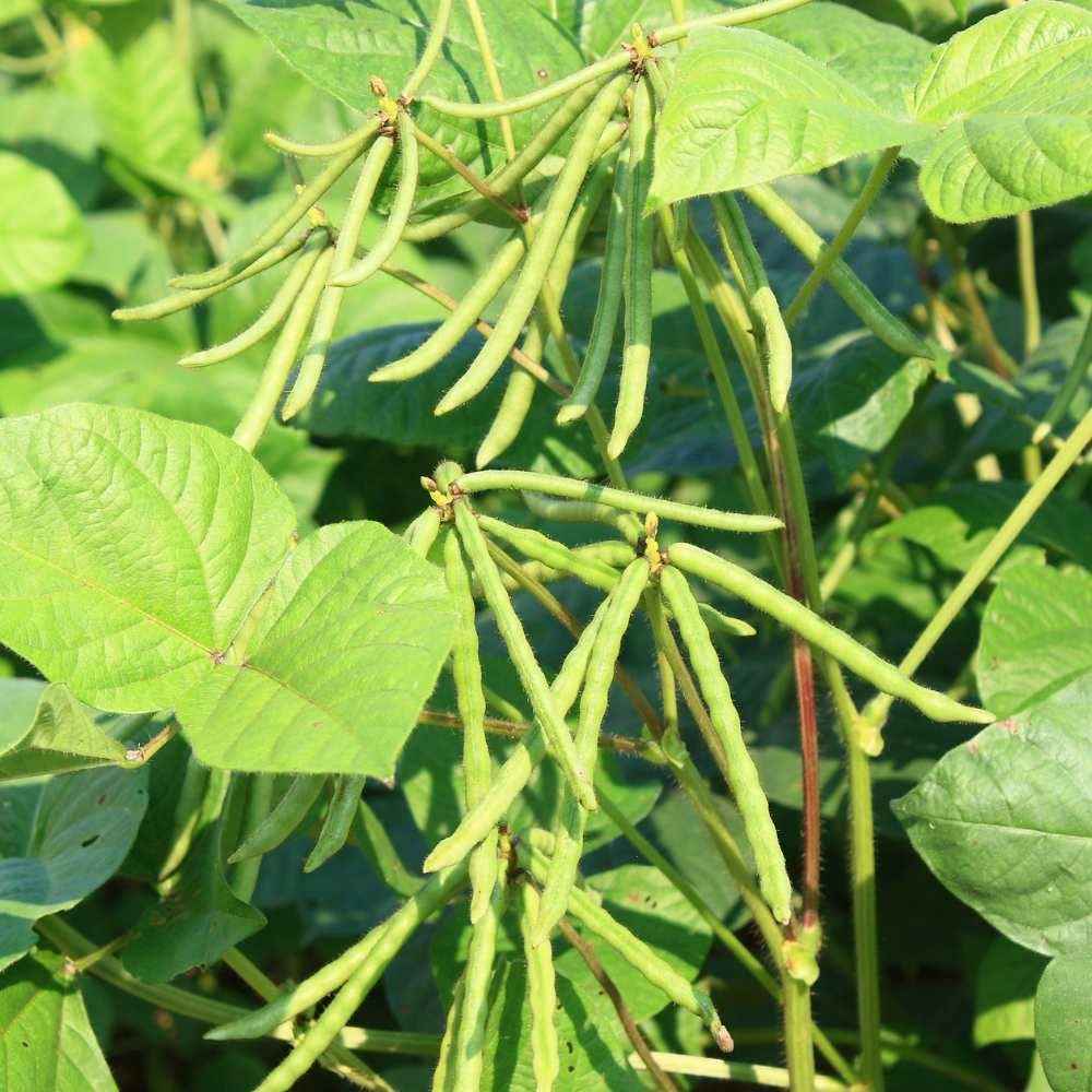 Bush bean / Delinel - 30 seeds