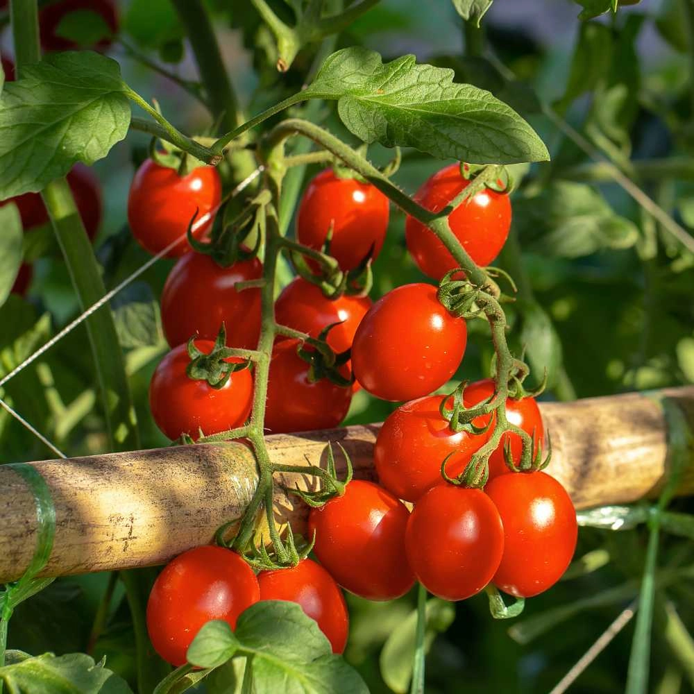 Tomate en bâton / Tamina - 30 graines