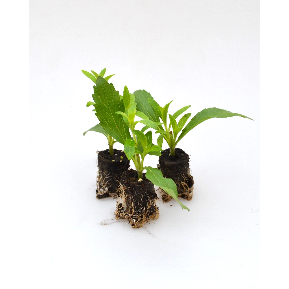 Stevia Süßkraut / Sweety / Stevia rebaudiana - 3 rośliny w bryle korzeniowej